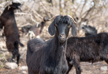 Famous moroccan scene - goats on the argan tree, Morocco, North Africa