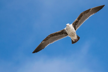 Seagull Fly-by