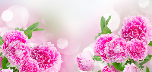 pink peony flowers over blue garden background banner