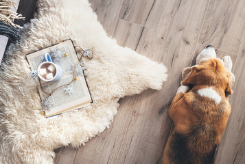 Beagle lies on the laminat floor near the sheepskin carpet with book and mug of hot chocolate