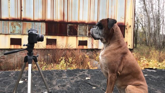 Dog posing in front of camera.