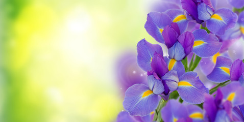 Fototapeta na wymiar bouquet of irises on green bokeh background banner