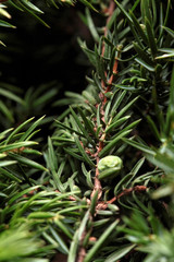 Macro juniper berries on the tree.Closeup.Nature photography