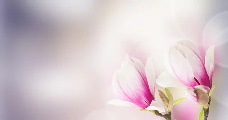 Foto op Plexiglas Magnolia Verse roze magnoliaboom bloemen tegen bokeh achtergrond banner