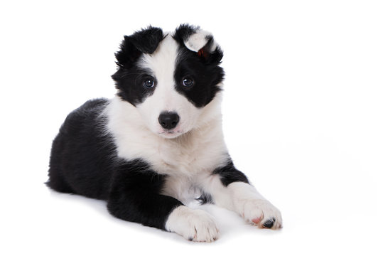 Border Collie Welpe