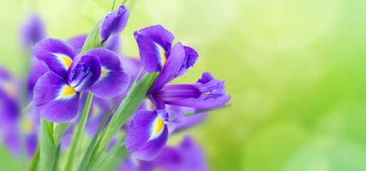 fresh blue irise flowers over green bokeh background banner