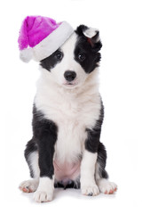 Welpe mit Weihnachtsmütze