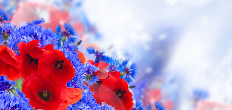 Fototapeta summer field flowers poppy and cornflower on blue defocused bokeh background banner