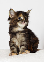 tri-color kitten of Maine Coon looks