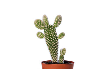 My little cactus, Opuntia microdasys, in pot, against white background