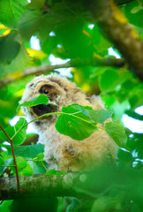 owlet of long eared owl