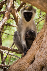 scimmia faccia nera con cucciolo