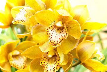 Orchid flower close up