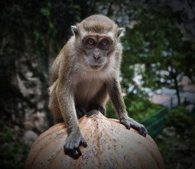 Kuala Lumpur Monkey