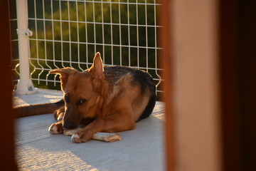 Berger allemand qui prend la pose