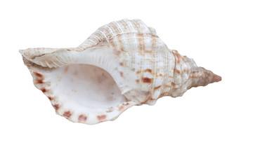 Naklejka premium This is a souvenir of the sea, seashells