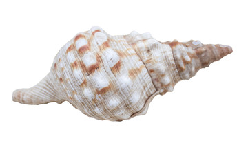 This is a souvenir of the sea, seashells