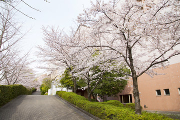 国立オリンピック記念青少年総合センターの桜並木