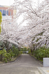 国立オリンピック記念青少年総合センターの桜並木