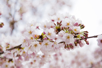 桜の花