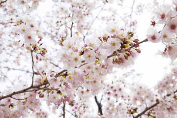 桜の花