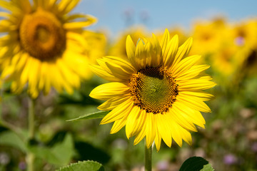 Close-up beautiful yellow sunflower against blue sky