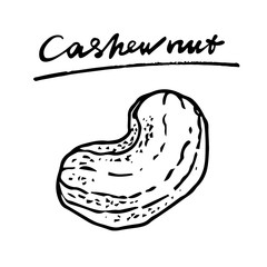 Cashew nut. Vector hand drawn graphic illustration.