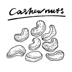 Cashew nuts. Vector hand drawn graphic illustration.