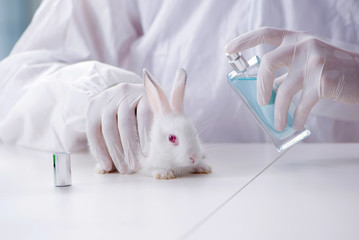 White rabbit in scientific lab experiment