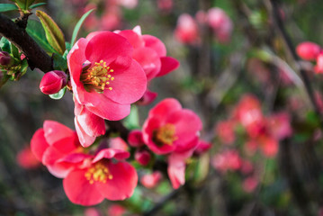 Flowering quince in spring nature with blurred details in background