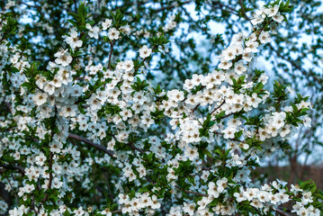 Lot of white plum blossoms on a spring day in nature
