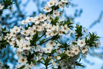 Plum blossom white on a spring day in nature, the background is blurred