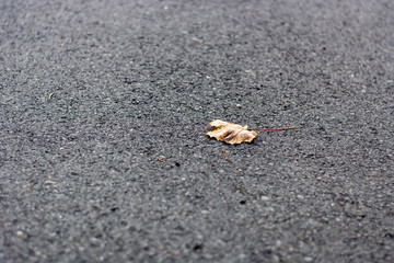 autumnally leaves laying down at the ground