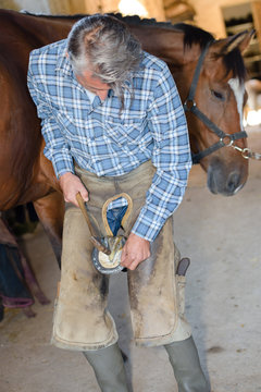 blacksmith nails a horse shoe to a horses hoof