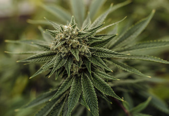 Live Cannabis Plant Macro Bud Shot