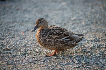Wild female duck standing on small stones on a solid light grey background with space for text