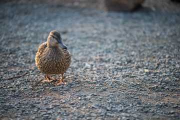 Wild female duck standing on small stones on a solid light grey background with space for text