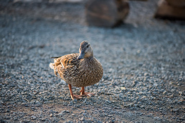 Wild female duck standing on small stones on a solid light grey background with space for text