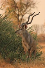 Kudu with curving horns on safari in Botswana