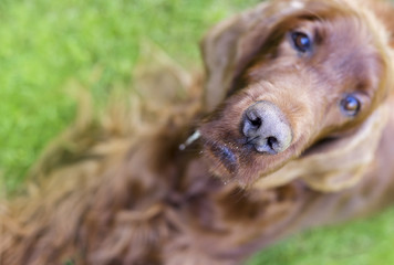 Nose of a curious drooling Irish Setter dog