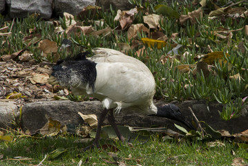White Ibis looking for food in the Sydney Botanic Gardens next to the Sydney Opera House
