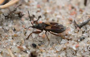 Eremocoris abietis on sand