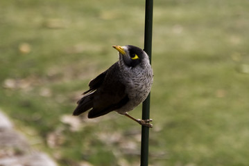 Noise miner (manorina melanocephala) playing in a stick in the Sydney Botanic gardens next to the Sydney Opera House