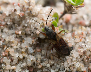 Eremocoris abietis on sand