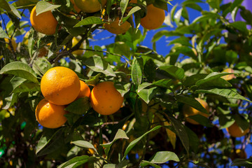 Orange fruit. Orange tree with fruits. Spain.