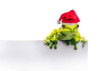 frog with Christmas hat isolated on white background