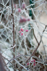 dry branches in the snow