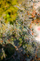 Green branches of the Tuya in the snow