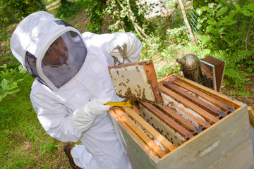 pulling out a honeycomb