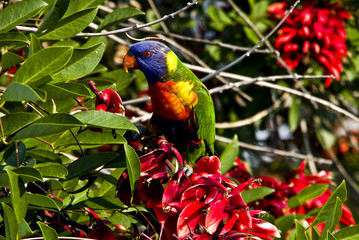 Rainbow lorikeet (Trichoglossus Moluccanus) standing near the Sydney Opera House.